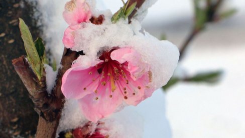 VOĆKE TREBA NEGOVATI I ZIMI: Zašto je zimski period u voćnjaku ključan za narednu sezonu