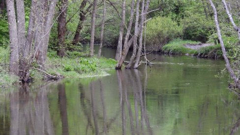 ЂЕТИЊА УМИРЕ НА НАШЕ ОЧИ: Заштићена флора и фауна пред изумирањем, са градске плаже нестали купачи