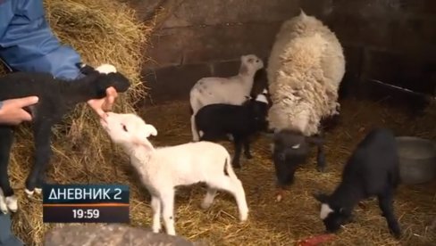 OVCA PRIREDILA ČUDO: Belka iz Laktaša završila u Dnevniku posle velikog podviga (VIDEO)