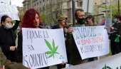 KANABIS ĆE BITI LEGALIZOVAN: Posle odluke Kancelarije za drogu pri UN, Srbija će menjati zakonsku regulativu, odlučivaće stručnjaci