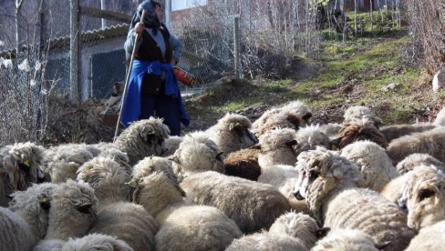 JAGNJETINU NIKO NEĆE: Bliže se Vaskrs i Prvi maj, a stočari sa Stare i Suve planine i ove godine na mukama