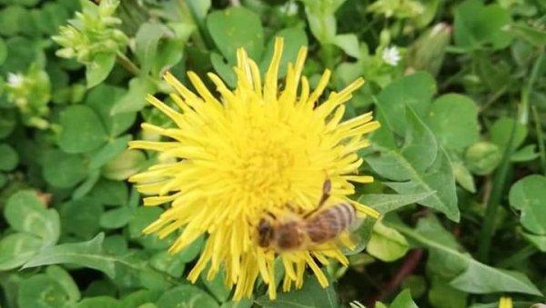 У ХРВАТСКОЈ ПАЗИТЕ КАДА БЕРЕТЕ ЦВЕЋЕ: Ако немате овај папир, казне су и до 4.000 евра!