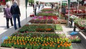 ПРОЛЕЋНИ САЈАМ ЦВЕЋА И МЕДА У СМЕДЕРВУ ОД 23. ДО 25.МАЈА: Награде за најбољи расадник и штанд