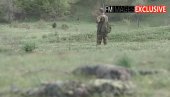 SNIMAK OTKRIO GROBOVE HEROJA: Potresni snimci - Teroristi tzv. OVK na Košarama zakopali vojnike SR Jugoslavije (FOTO+VIDEO)