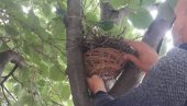 NOVO STANIŠTE ZA PTIĆE: Spašeno gnezdo sa polomljenog stabla u Novom Sadu