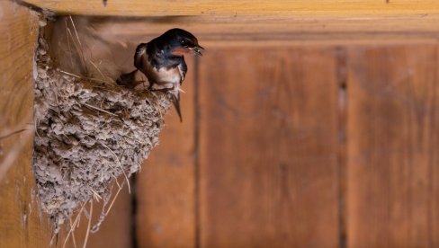 ДОМАЋИНСТВУ СА НАЈВИШЕ ЛАСТА ТОНА КУКУРУЗА: Почело такмичење које организује Друштво за заштиту и проучавање птица Србије