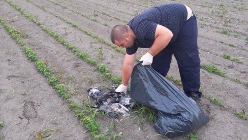 GRAĐANI U STRAHU ZA SVOJE ZDRAVLJE: Krivac za masovni pomor golubova u Borči nepoznat