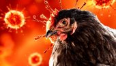 OPASNA SITUACIJA U KOMŠILUKU: Uništeno gotovo 40.000 pilića u selu Krivo Polje, širi se ptičiji grip