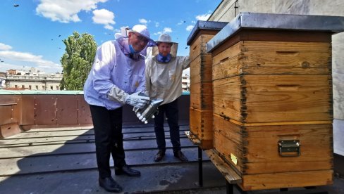 FRANCUSKI MED SA KALEMEGDANA: Žan-Luj Falkoni, ambasador Francuske u Srbiji, na krovu ambasade u Beogradu ima košnice (FOTO)