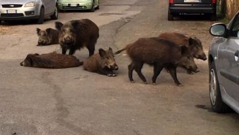OPET VIĐENE U ZAGREBU: Krdo divljnih svinja snimljeno kako šeta naseljem