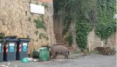 NAJEZDA DIVLJIH SVINJA: Zaposele su ulice, parkove, škole u Rimu (VIDEO) NAJEZDA DIVLJIH SVINJA: Zaposele su ulice, parkove, škole u Rimu (VIDEO)