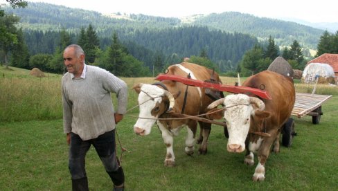 MORAJU KOD LEKARA, ALI GA NE POSEĆUJU: U više od dve trećine domaćinstava u Srbiji žive ljudi stariji od 65, a u 30 odsto su samci