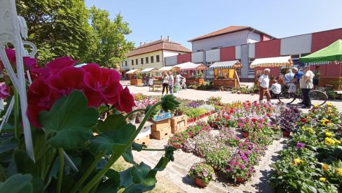 FESTIVAL CVEĆA U ŽITIŠTU: Izloženo saksijski, baštensko cveće i sadnice (FOTO)