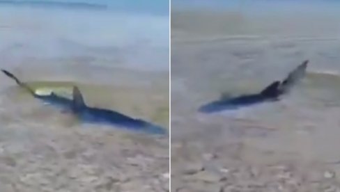 PANIKA NA KORČULI: Ajkula prišla skroz do obale (VIDEO)