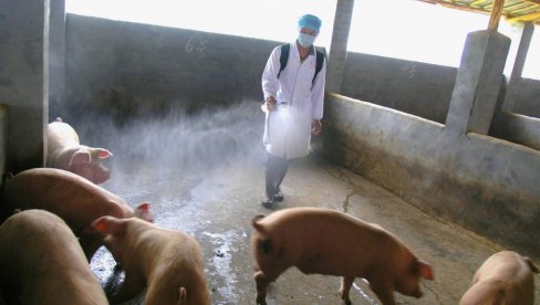 AFRIČKA KUGA PONOVO POSLE POLA GODINE BUKNULA U NEKOLIKO GRADOVA SRBIJE: Zaraza ubija svinje