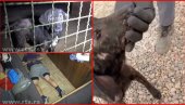 ЖИВОТИЊЕ ИЗГЛАДНЕЛЕ И КРВАВЕ: Стравичан снимак злостављаних паса у азилу код Крагујевца (ВИДЕО)
