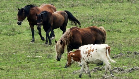 IZBIO VELIKI POŽAR U ERGELI KONJA: Stradalo više od 70 grla