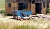 KO JEDE SVINJSKE ŠUNKE SA MRCILIŠTA? Ekolozi ukazuju na alarmantnu situaciju na stočnom groblju u Čantaviru