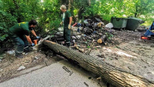 ОЛУЈА СРУШИЛА ДРВО У ВРЧИНУ: Драму у селу Касаповац решили храбри радници Зеленила (ФОТО)