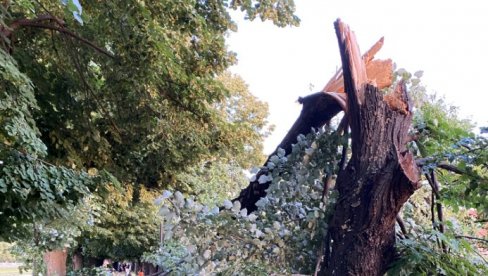 OLUJNI VETAR OBORIO DVA STABLA: Snažno nevreme pogodilo Pirot