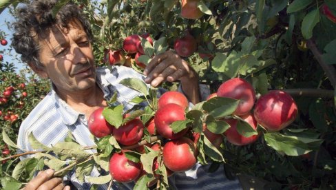 АЛАРМ У ВОЋАРСТВУ: Приноси десет врста на минимуму