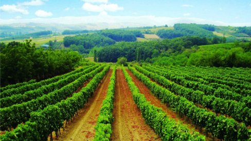 ZA VINARE 150 MILIONA DINARA BESPOVRATNIH SREDSTAVA: Konkurs otvoren danas - ovo su detalji