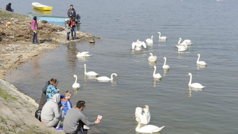 И СРНА МОЖЕ ДА БУДЕ ГОСТ: Стручњаци појаву дивљих животиња на улици Виде као уобичајену везу са природом