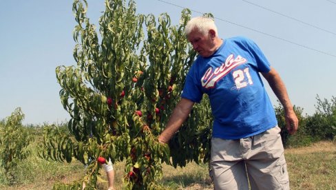 СУША ОВЕ СЕЗОНЕ ОБРАЛА ВОЋЕ! Пољопривредници Републике Српске у проблемима због високих температуура