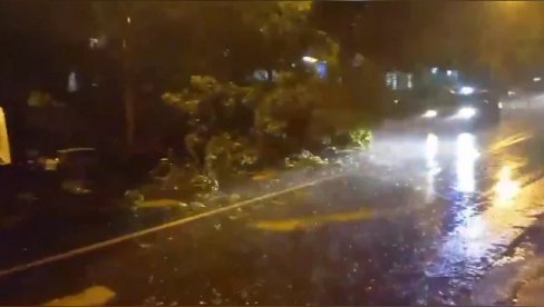 HAOS NA BANOVOM BRDU - DRVO PALO NASRED ULICE! Strašno nevreme pogodilo Beograd (VIDEO)