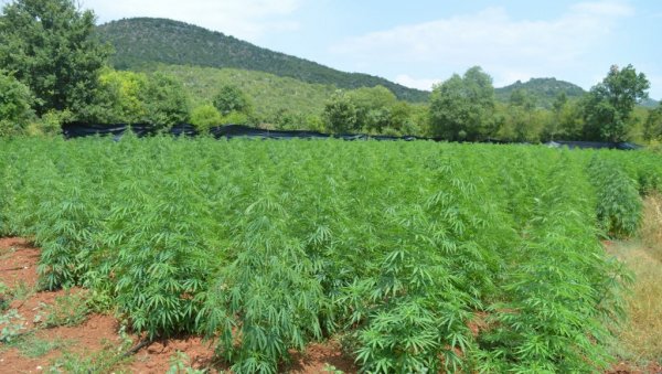 У НЕМАЧКОЈ КАНАБИС ПОЉОПРИВЕДНА КУЛТУРА: Први засади марихуане из легалног бункера