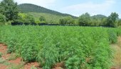 АКЦИЈА ДВОГЛЕД КОД ЦЕТИЊА: Откривено седам плантажа марихуане, заплењено 3.700 стабиљка! (ФОТО)