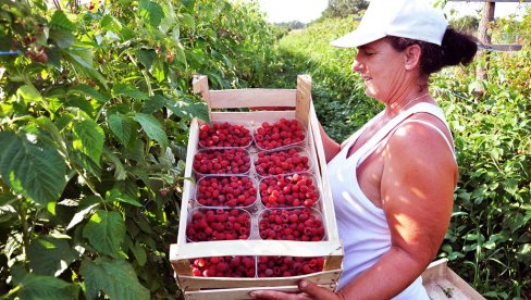 UMESTO KUKURUZA,  NIČE KIKIRIKI, RUŽE I MALINE: Novi trendovi u poljoprivrednoj proizvodnji Semberaca