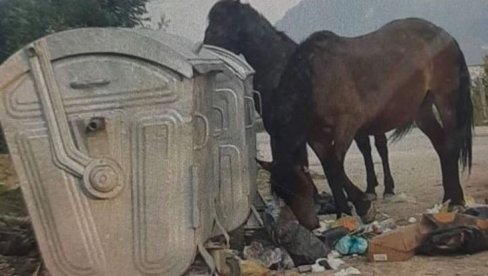 DIVLJI KONJI LUTAJU SARAJEVOM: Traže hranu po kontejnerima, komunalne službe imale čudan zahtev (FOTO)