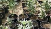 VELIKA AKCIJA POLICIJE KOD GRUDA: Pronađena marihuana, oružje i municija