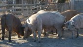 NEMAČKA UNIŠTAVA 4.000 SVINJA: Afrička svinjska kuga potvrđena na farmi na severu zemlje
