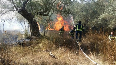 VELIKI POŽAR U PEČURICAMA: Izgorelo stotinu maslina, ugrožena škola i kuće (FOTO/VIDEO)