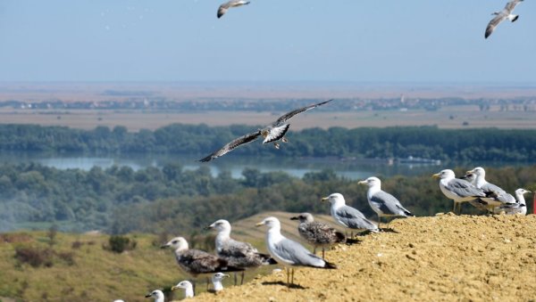 ПОЖАР НА ДЕПОНИЈИ РАСТЕРАО ГАЛЕБОВЕ: Јата птица су се из околине Винче преселила у друге делове престонице