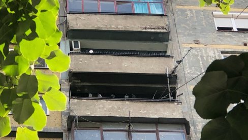 STOTINE STANARA U KANDŽAMA GOLUBARA: U Bulevaru Mihajla Pupina 207 drže ptice u stanu, komšije nemoćne (VIDEO)