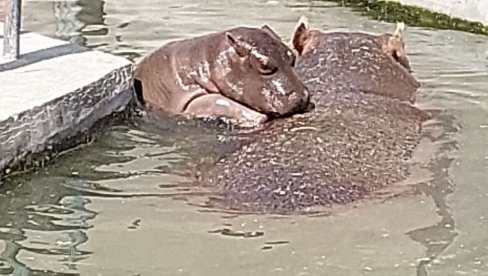 BEBA OD 50 KILOGRAMA: Prinova u Beo zoo-vrtu (FOTO/VIDEO)