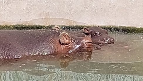 NILSKI KONJI IMAJU KORONU: Dve ženke u belgijskom ZOO vrtu pozitivne na virus NILSKI KONJI IMAJU KORONU: Dve ženke u belgijskom ZOO vrtu pozitivne na virus