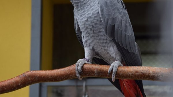 ЧИЗМИЦЕ ОД ИЛЕГАЛНО УВЕЗЕНЕ КОЖЕ ЗАШТИЋЕНИХ ПТИЦА: Велика заплена илегалног уношења коже егзотичних животиња и птица ЧИЗМИЦЕ ОД ИЛЕГАЛНО УВЕЗЕНЕ КОЖЕ ЗАШТИЋЕНИХ ПТИЦА: Велика заплена илегалног уношења коже егзотичних животиња и птица