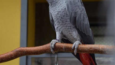 ЧИЗМИЦЕ ОД ИЛЕГАЛНО УВЕЗЕНЕ КОЖЕ ЗАШТИЋЕНИХ ПТИЦА: Велика заплена илегалног уношења коже егзотичних животиња и птица ЧИЗМИЦЕ ОД ИЛЕГАЛНО УВЕЗЕНЕ КОЖЕ ЗАШТИЋЕНИХ ПТИЦА: Велика заплена илегалног уношења коже егзотичних животиња и птица