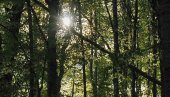 POSTAVLJAJU KAMERE ZA NADZOR U ŠUMAMA: Ilegalna seča, krivolov i požari idu u prošlost POSTAVLJAJU KAMERE ZA NADZOR U ŠUMAMA: Ilegalna seča, krivolov i požari idu u prošlost