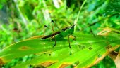 DA LI ĆE SE POSLE ODLUKE EU U SRBIJI JESTI CRVI, CVRČCI I SKAKAVCI? Stručnjaci objašnjavaju da li su ovi insekti bezbedni za jelo