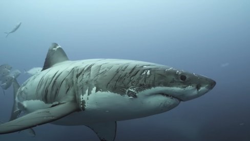 MORSKA ALA OD 4,3 METARA, TEŠKA ČAK 750 KG! Primećena kod poznatog primorskog grada