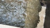 BAKTERIJAMA ŠTITE KANAL OD ZAGAĐENJA: U Vrbasu nedavno otklonjena opasnost od blokade centralnog prečistača otpadnih voda
