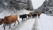 OTPORNE BUŠE LAKO PODNOSE ZIMU: Stoka sa Stare planine silazi u niže predele (FOTO)