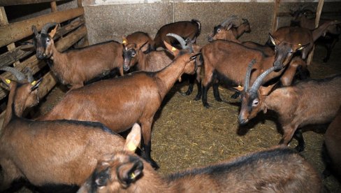 ВИКТОР ПРЕДЛОЖИО РОДИТЕЉИМА ДА УЗГАЈАЈУ АЛПСКЕ КОЗЕ: Свакој од њих дао име, а оне му непланирано донеле приход