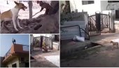 UHAPŠENI MAJMUNI-UBICE: Bacili sa zgrada 250 pasa iz osvete u neverovatnom ratu životinja (VIDEO)