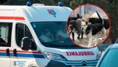 SKORO JOJ ODGRIZAO DEO RUKE: Užas na Novom Beogradu, pas napao devojčicu (5)
